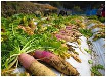 これからの地域の写真