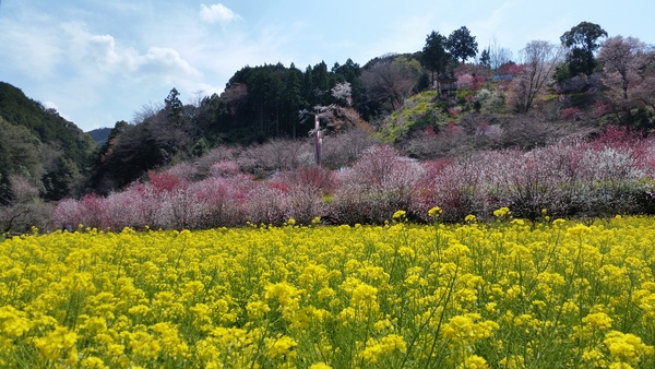西川地区集落活動センターの写真