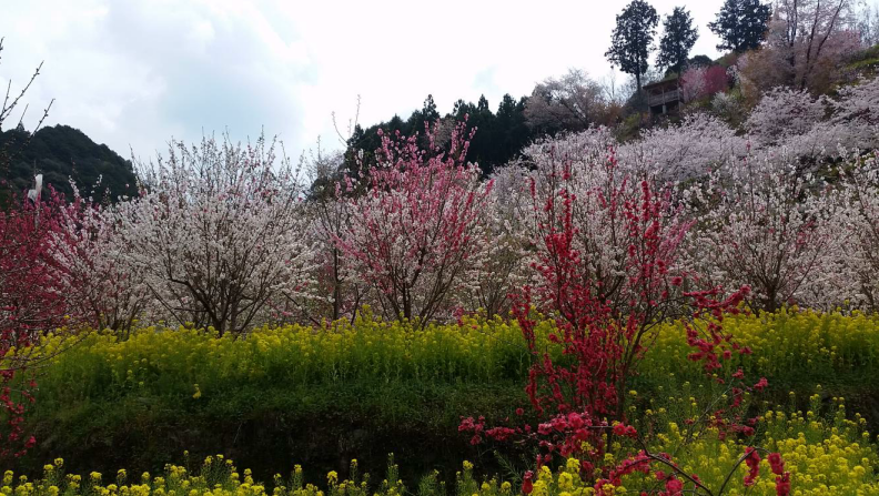 春爛漫！！西川花祭り（西川花公園）