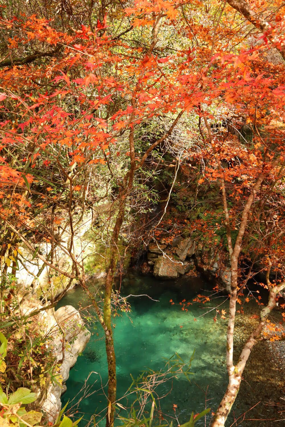 行川の紅葉(上轟)