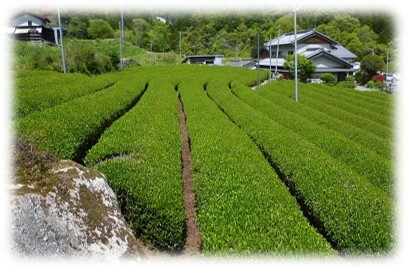 茶畑