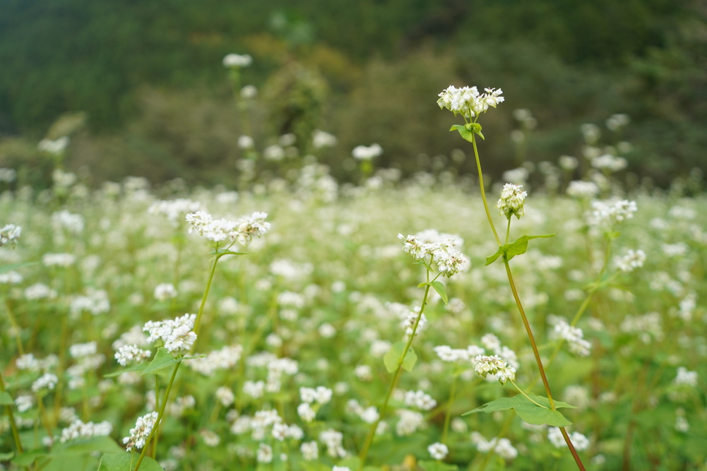 汗見川そばの花