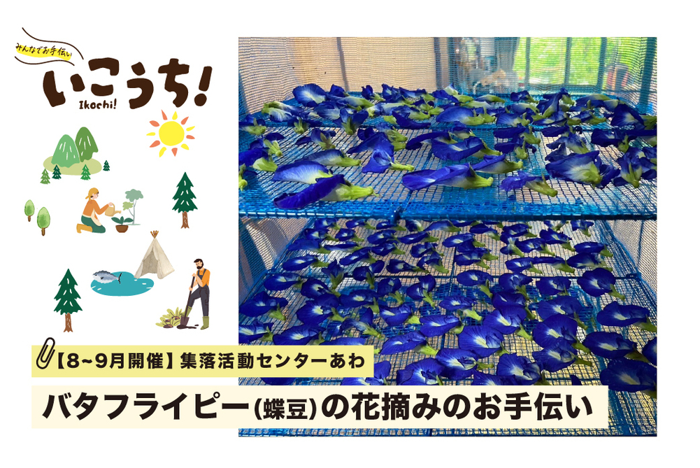 バタフライピー収穫（あわ）